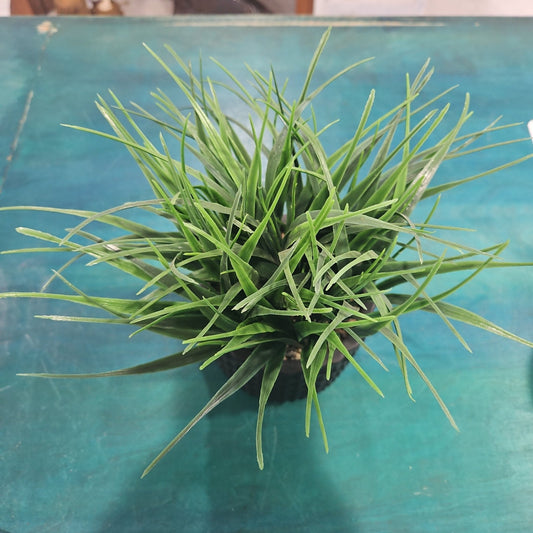 Faux Liriope Potted Plant