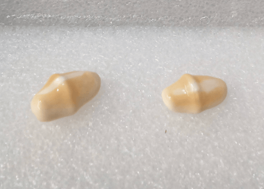 Flamingo Tongue Shell Cyphoma Gibbosum False Cowrie