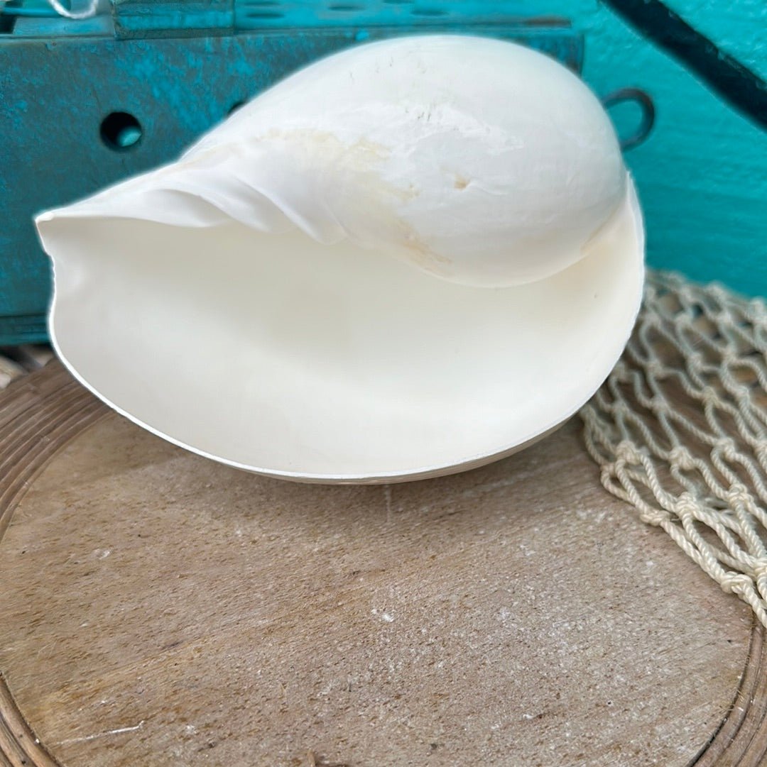 Giant Indian White Melon Volute Shell