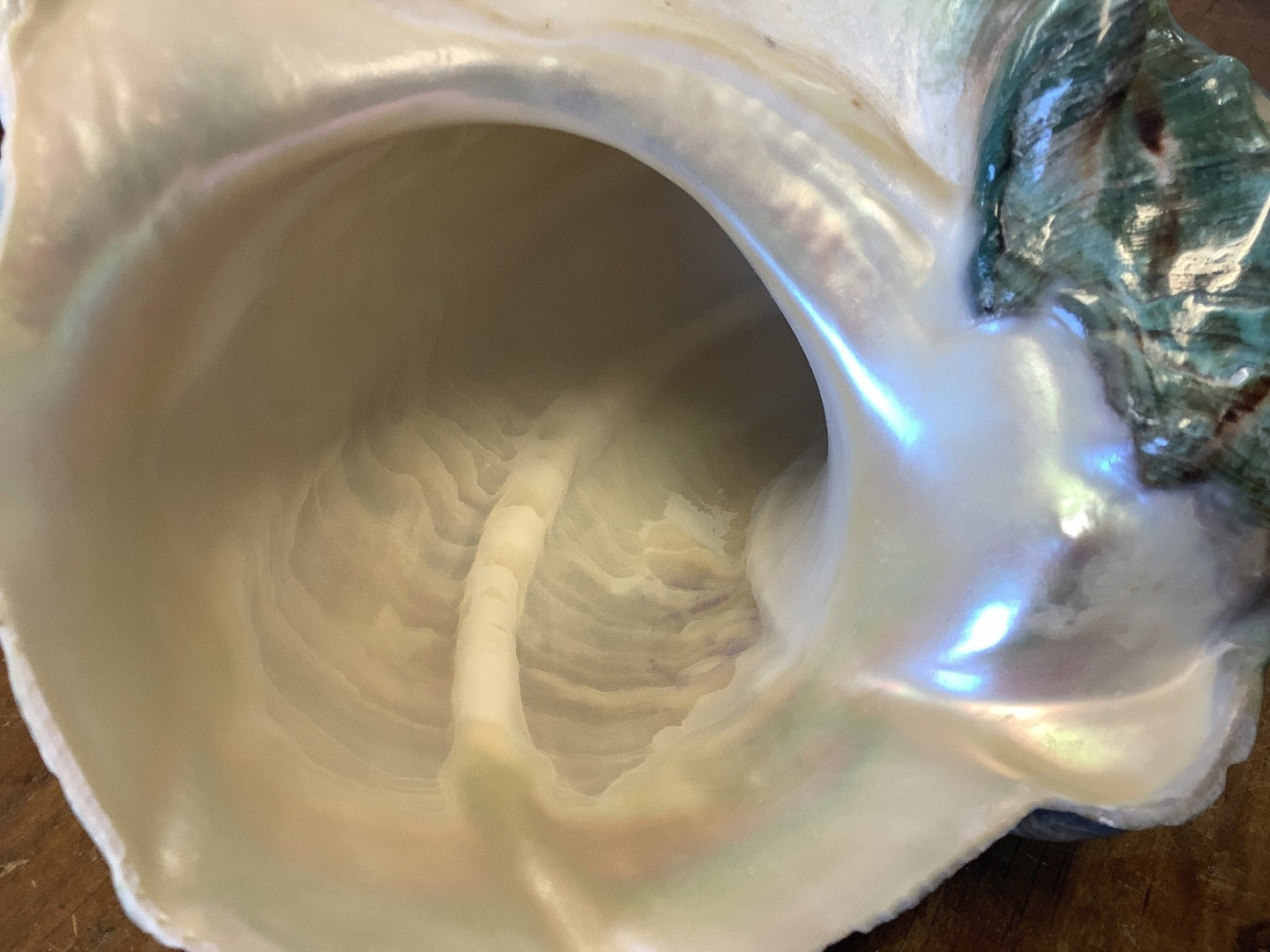Giant Marmoratus Green Turban Shell