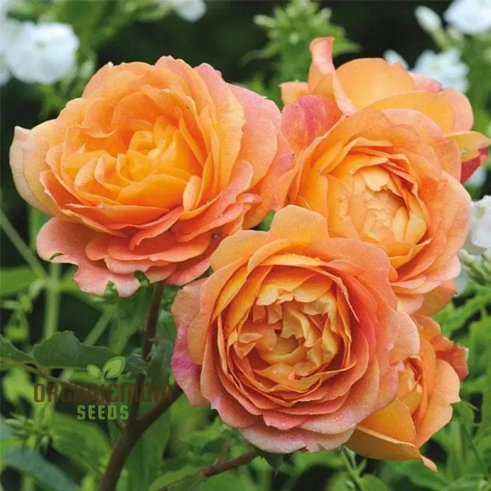 Gulab Rose (Lotus Orange) Flower Seeds for Planting, High Quality Seeds for Vibrant Blooms