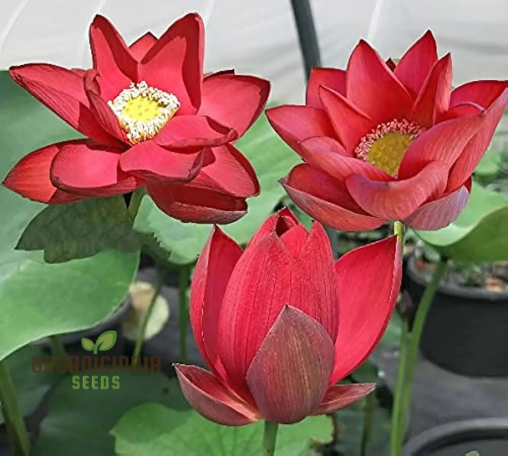 Lotus Flower Seeds for Planting, Elevate Your Gardening Experience with Stunning, Resilient Blooms