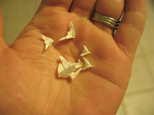 Sand Dollar Doves- Seagull Shape Bird in Flight- Coastal Arts & Crafts DIY- Lockets Frames