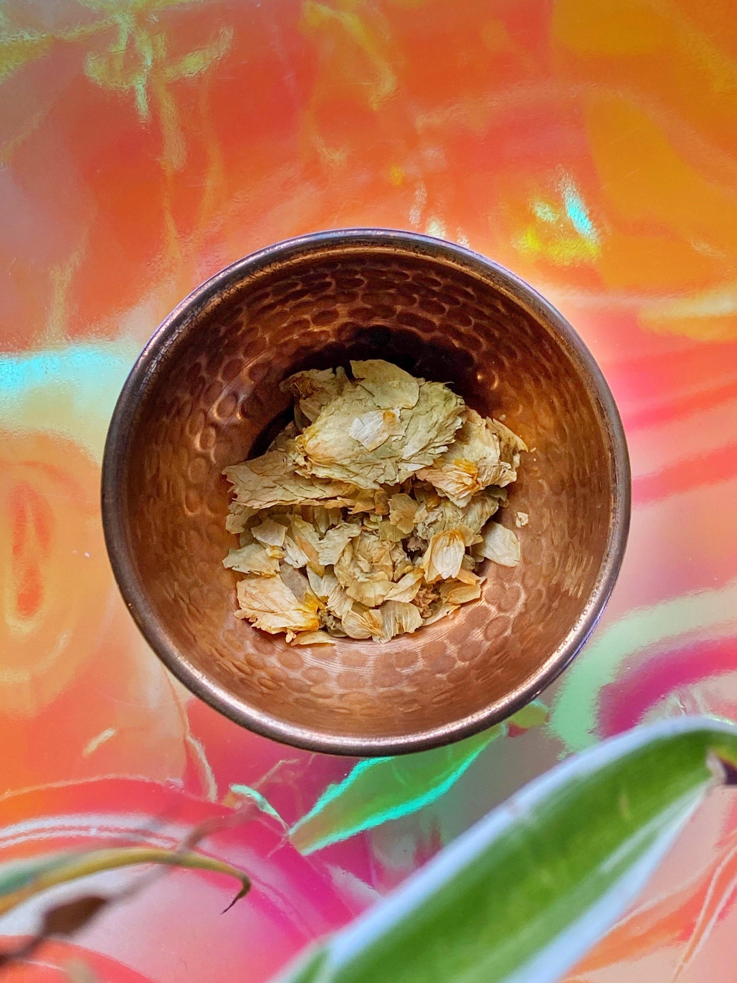 Hops Flowers (Humulus lupulus) - Witching Flowers