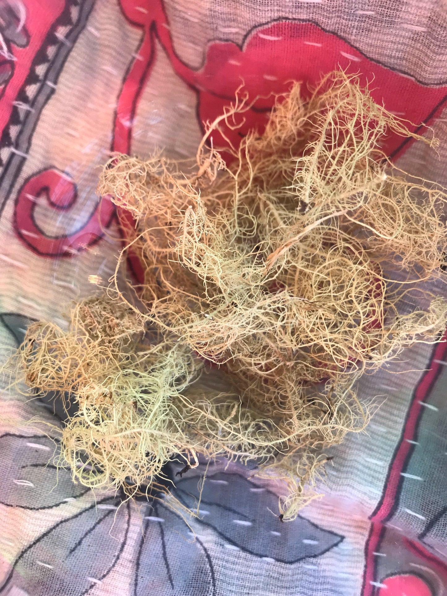 Usnea (Usnea barbata) - Witching Herbs