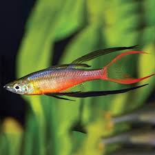 Threadfin Rainbowfish