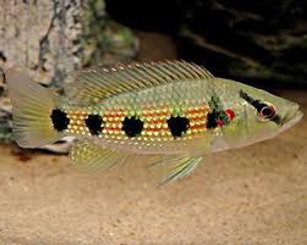 Jewel Fish 5 Spot