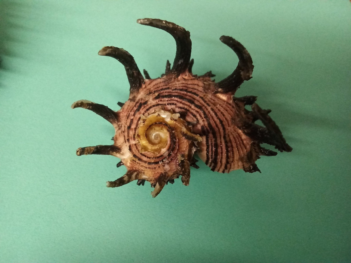 Imperial Delphinula Angaria Melanacantha Shell