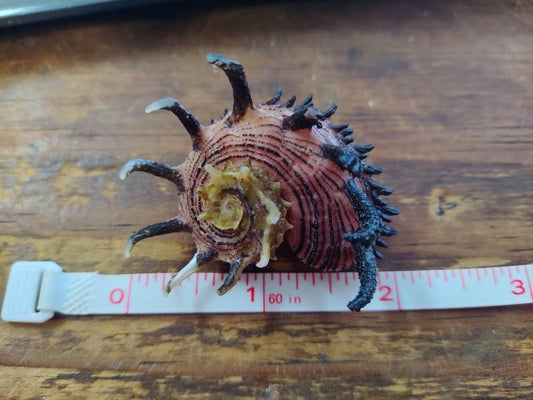 Imperial Delphinula Angaria Melanacantha Shell