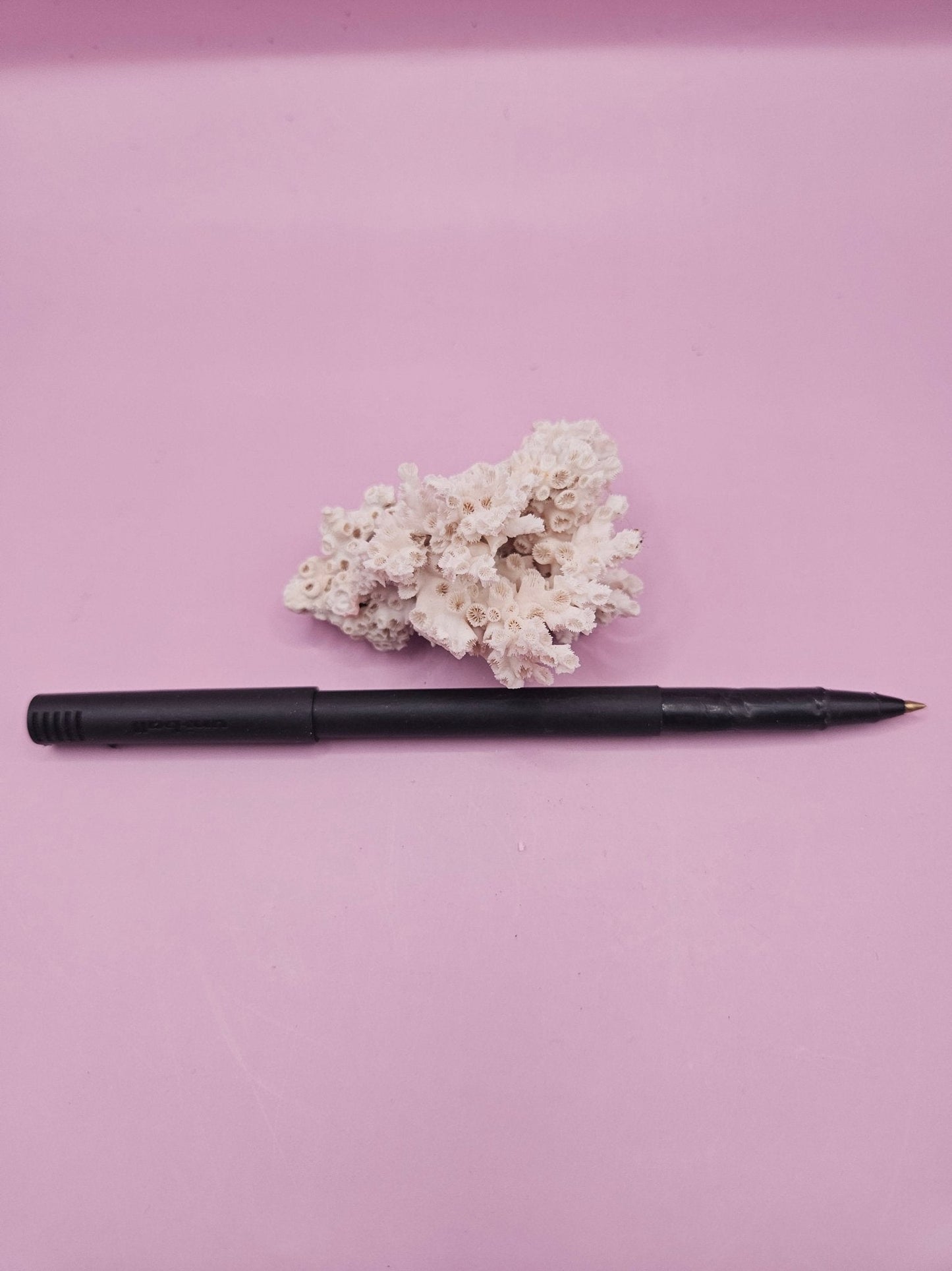 Ivory Bush Coral – Oculina Varicosa (2.5")