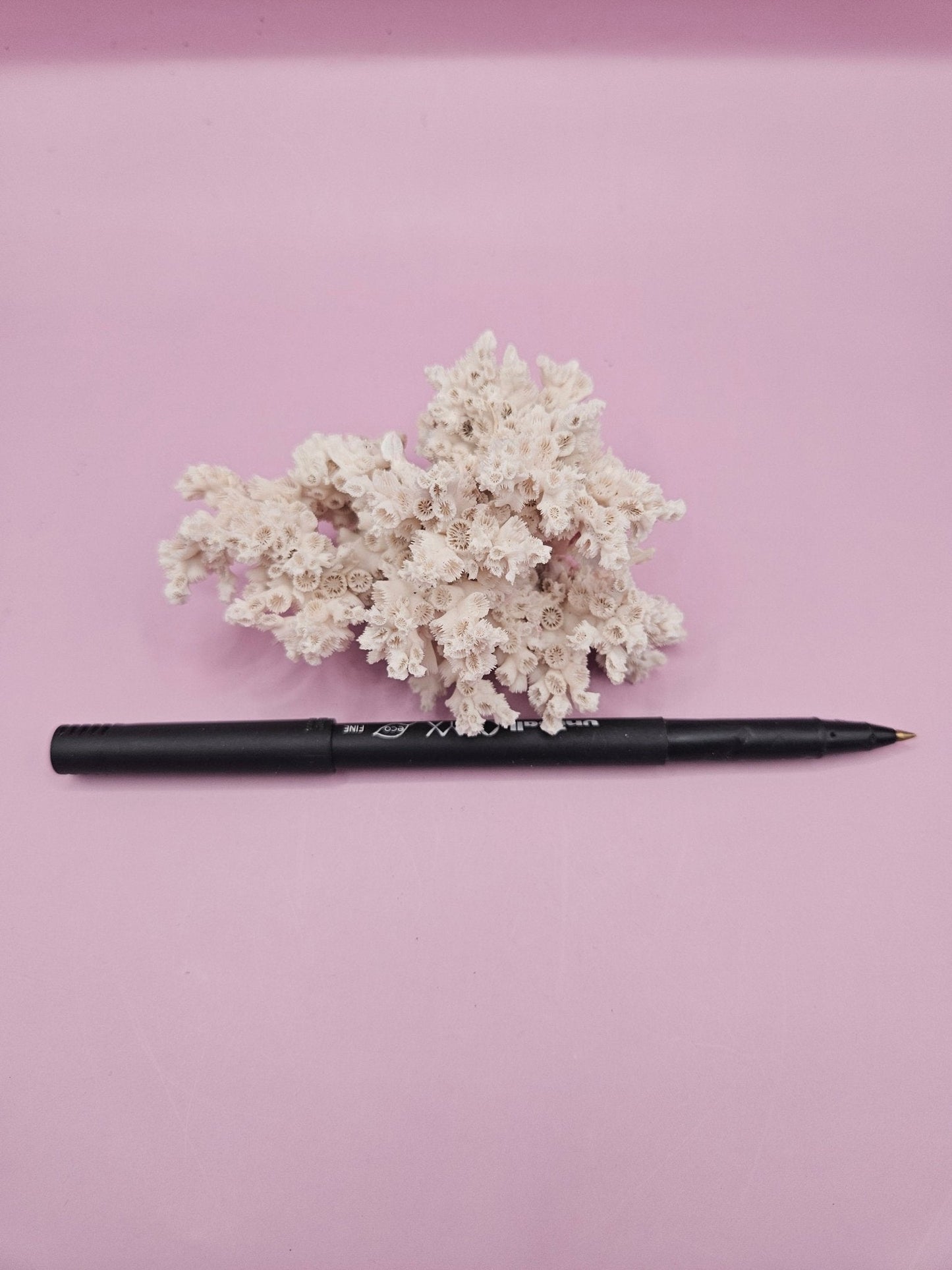 Ivory Bush Coral – Oculina Varicosa (3.6")