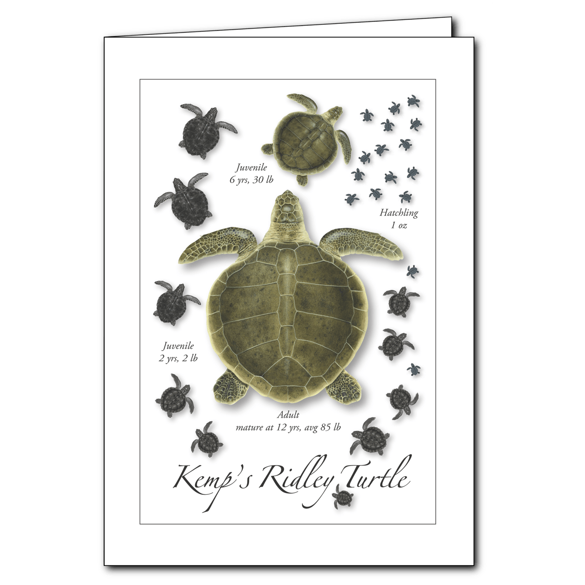 Kemp's Ridley Turtle Lifecycle Everyday Greeting Card – 5" x 7"