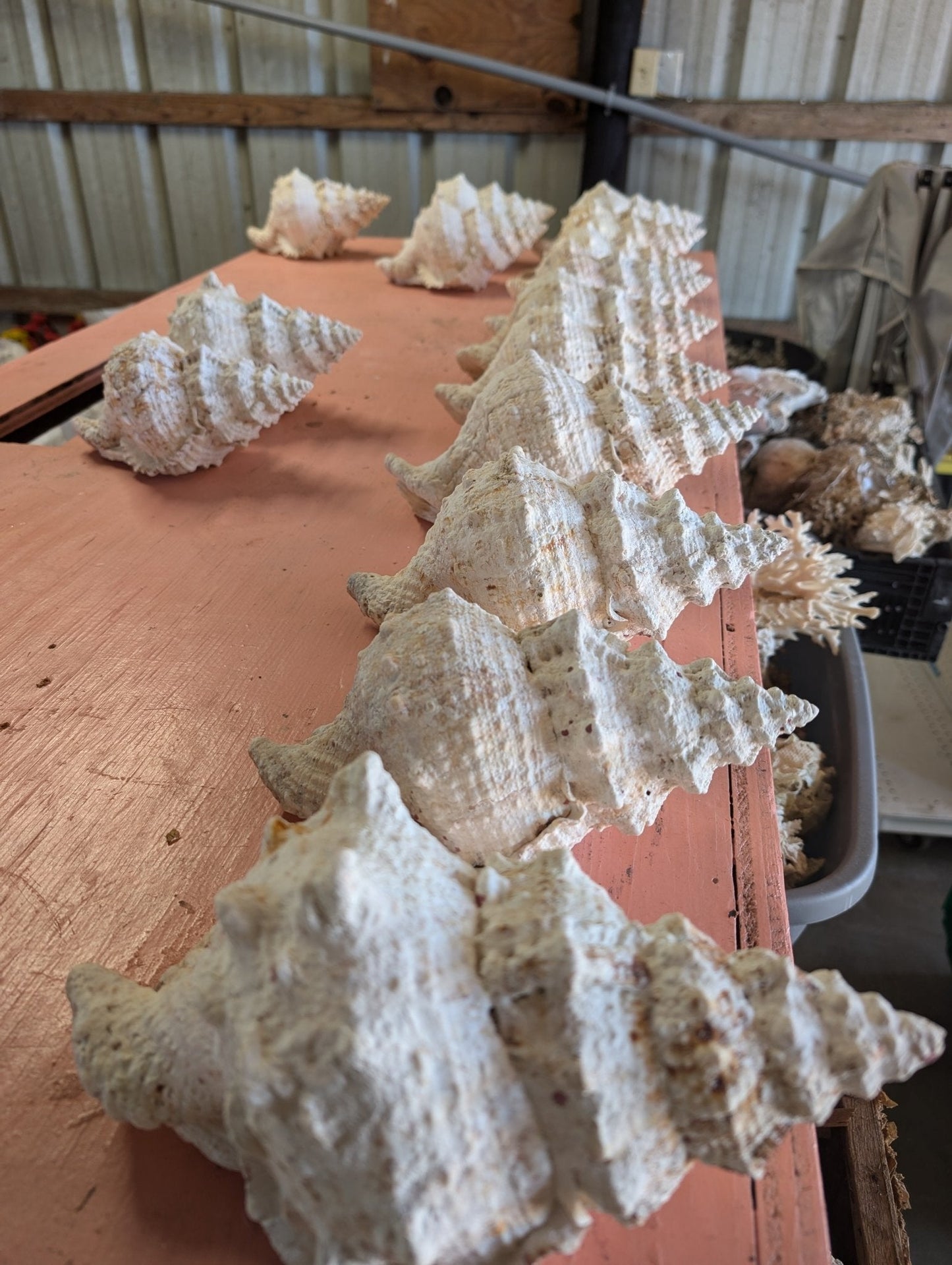 Large Frog Conch Shell 6-11" Bursa Bulba Tutufa bubo