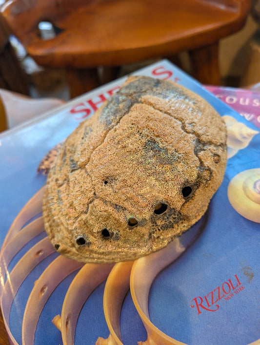 Large Green Abalone Shell - Haliotis Fulgens