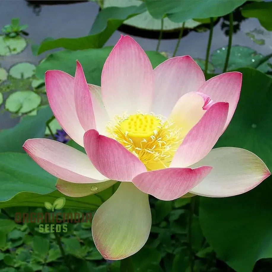 Nelumbo Nucifera Lotus Pink, Water Plant, Fresh Seeds for Gardening Enthusiasts Premium Quality Organic Seeds
