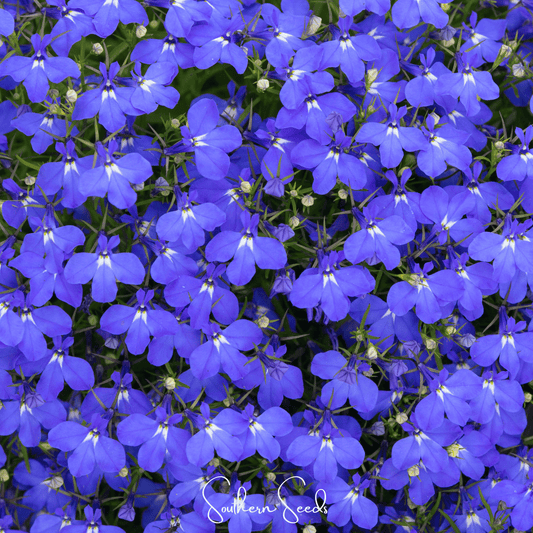Blue Carpet Lobelia â 100 Seeds