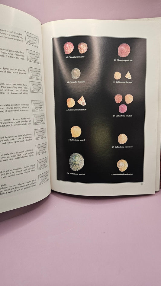 Marine Shells of South Africa" by Douw G. Steyn & Markus Lussi - Hardcover 12"x8.5