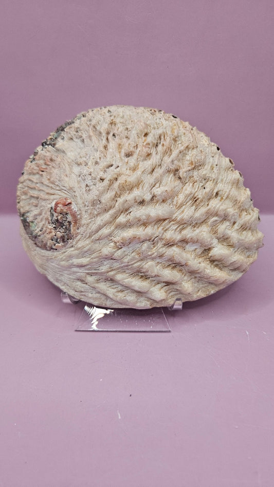 Midas Abalone Shell - 6.5" Golden Iridescent Shell for Décor, Smudging, and Crafts