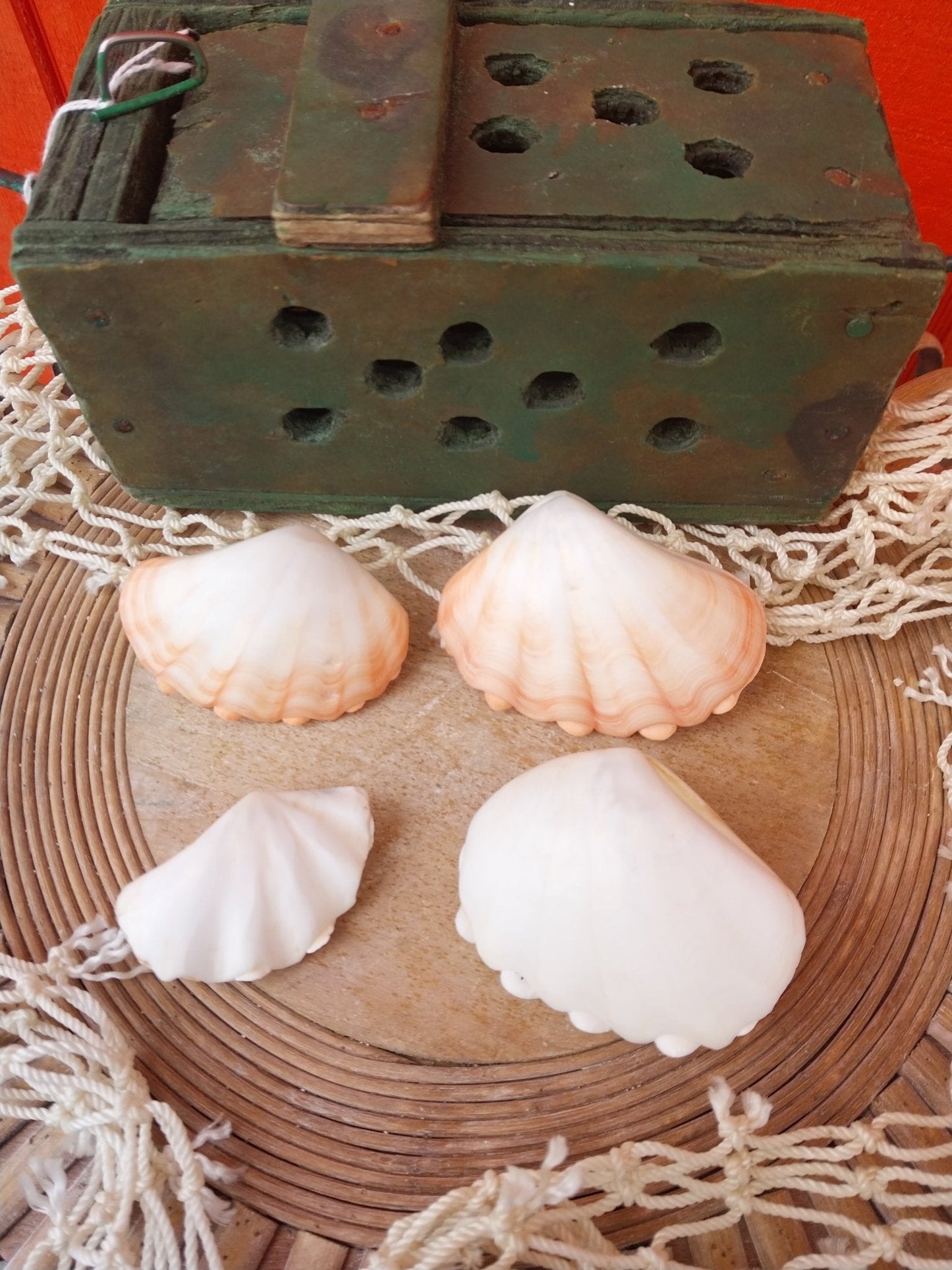 Mini tridacna 'giant' clam pairs- polished