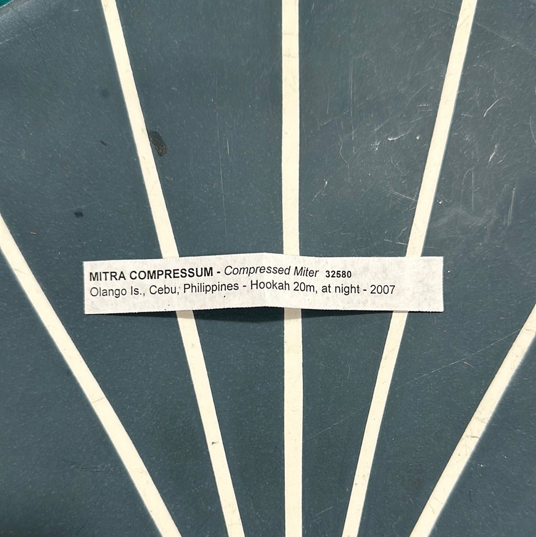 Mitra Compressum AKA Queen Miter