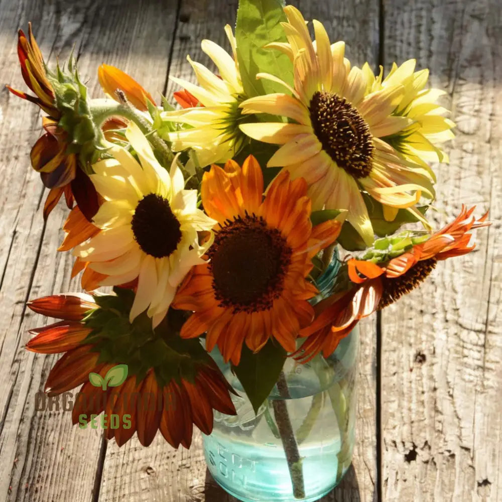 Mixed Sunflower Seeds, High Germination, Vibrant Colors, Ideal for Garden Landscaping