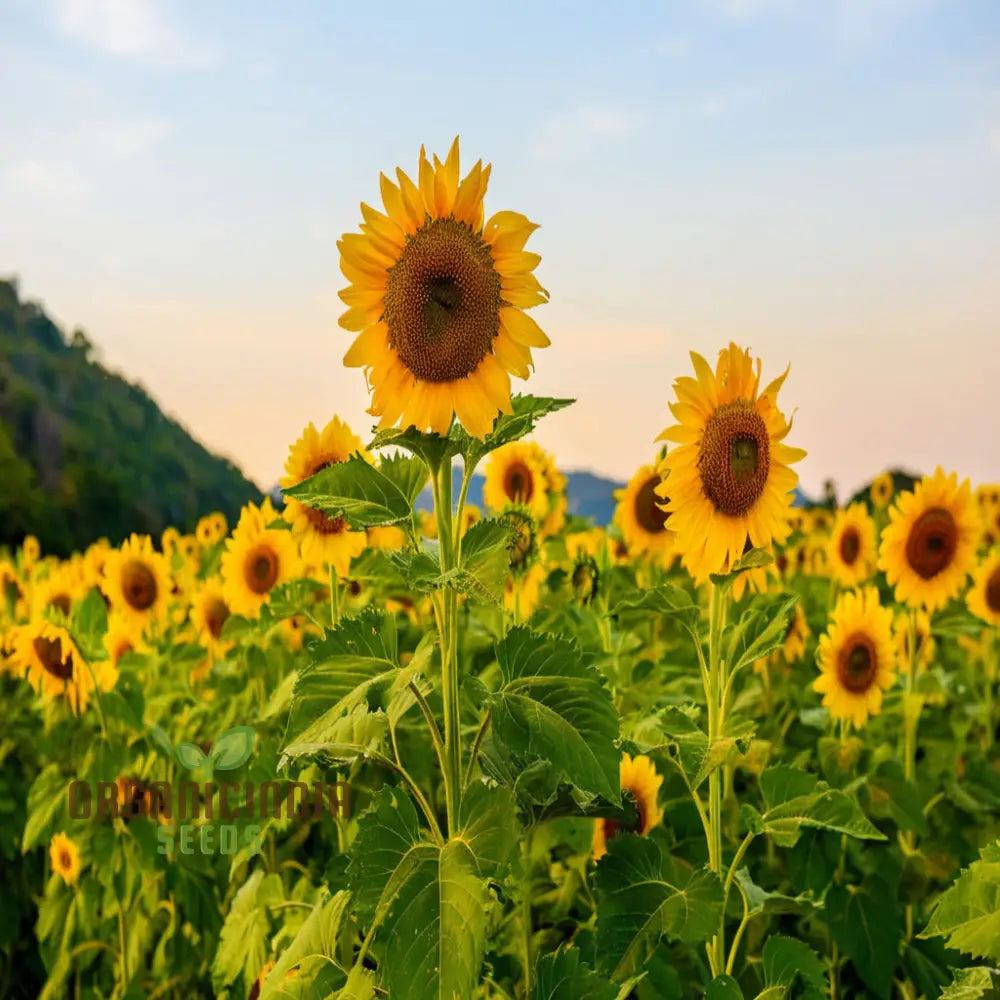 Moulin Rouge Sunflower Seeds, Exquisite Deep Red Blooms with Stunning Garden