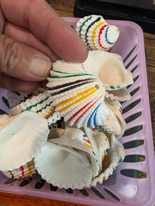 Multi colored painted cockle shells- drilled for crafts