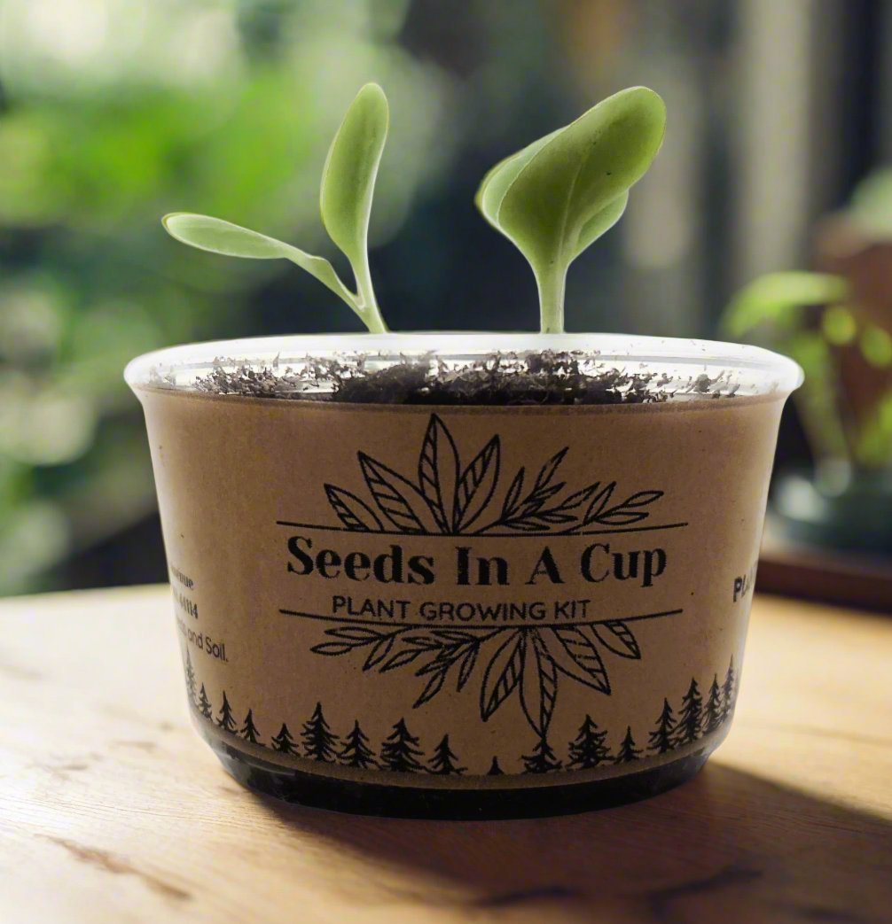 Date Palm Tree | Seed Starter Grow Kit | Seeds In A Cup®