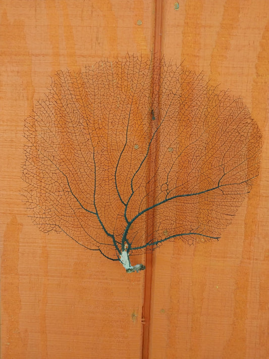 Natural Black Sea Fan Coral Bahama/ Caribbean Gorgonia