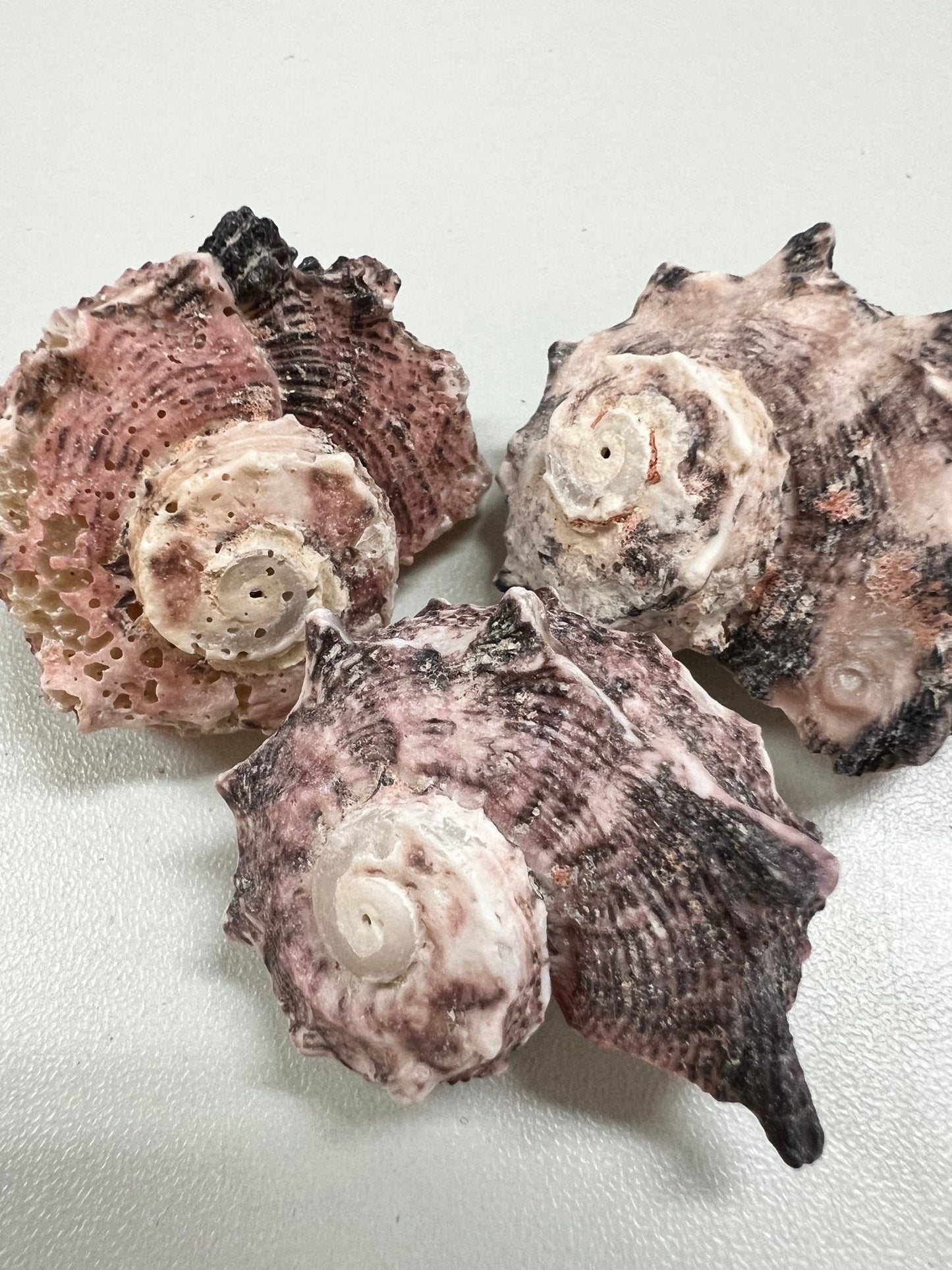Natural Dephinula Shells (Angaria delphinus)