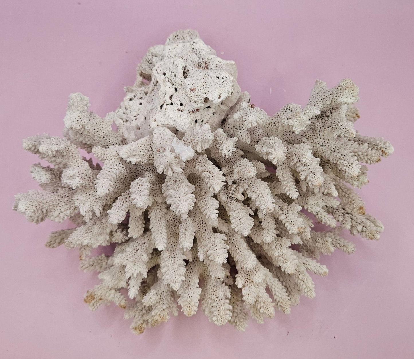 Natural Table Coral - 7.5"x8" Coastal Home Décor Accent