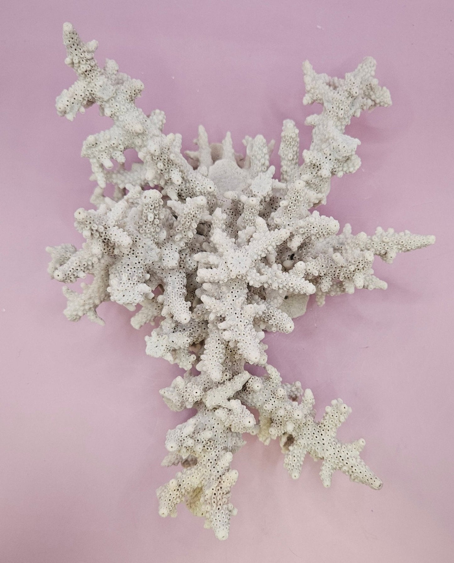 Natural Table Coral -9.75"x9.25" Coastal Home Décor Accent