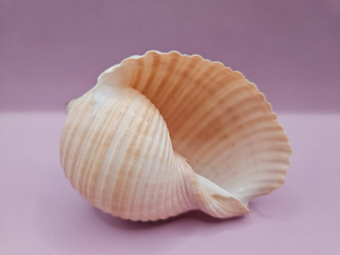 Natural Tonna Shell – 3.8"