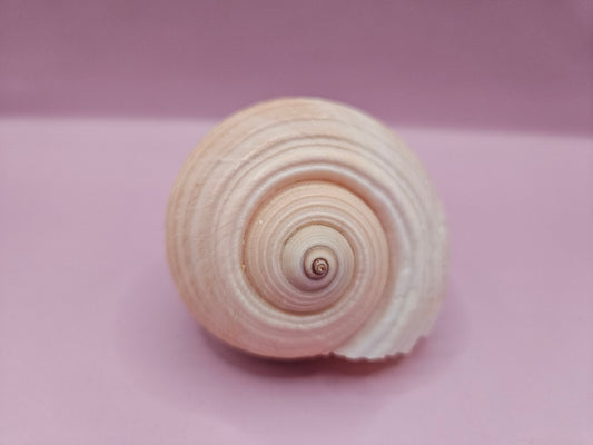 Natural Tonna Shell – 3.8"