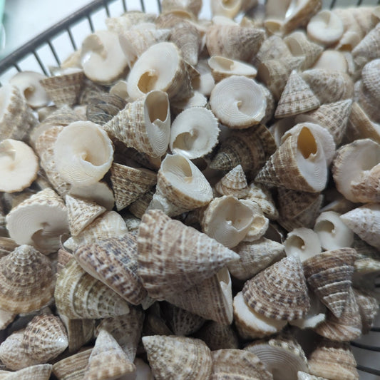 Natural Trochus Maculatus Seashells