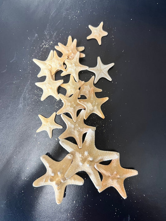 Natural/Tan Armoured Knobby Starfish