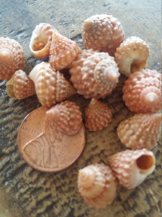 Orange Strawberry Cumingi Periwinkle Snail Seashells