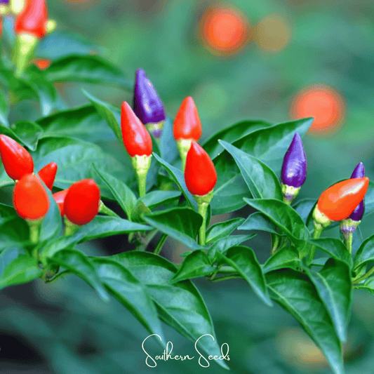 Ornamental Pepper Mix – 30 Seeds