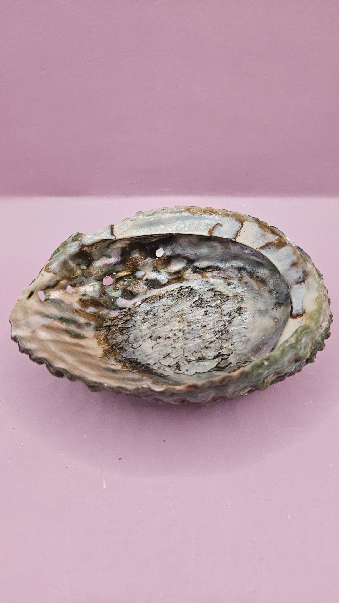 Pink Abalone Shell 5"