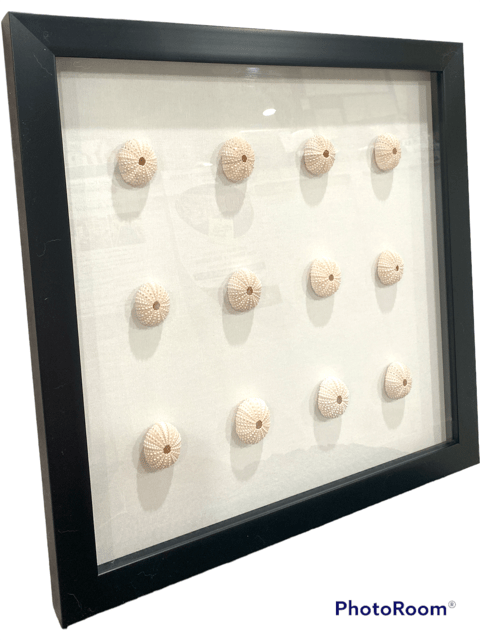 Pink Sea Urchin Shadowbox- MADE TO ORDER