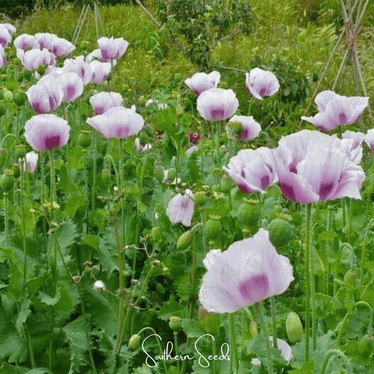 Blue Moon Poppy â 250 Seeds