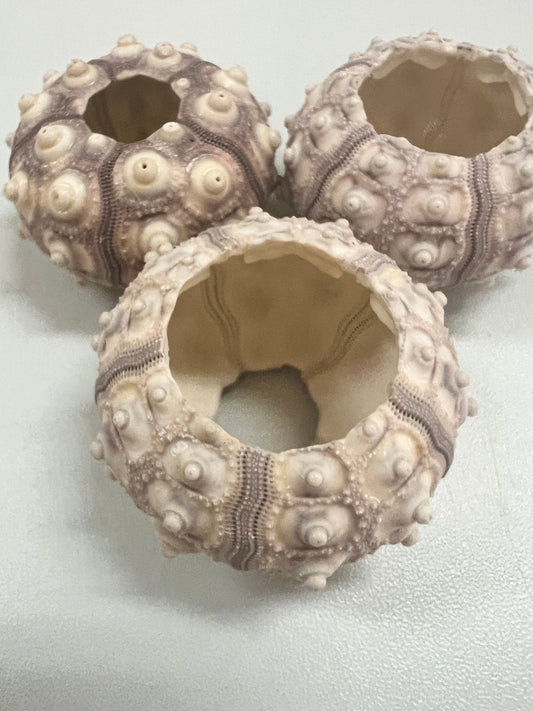 Purple Sputnik Urchin Shell