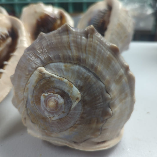 Queen Emperor Helmet Shell (Cassis Madagascariensis)