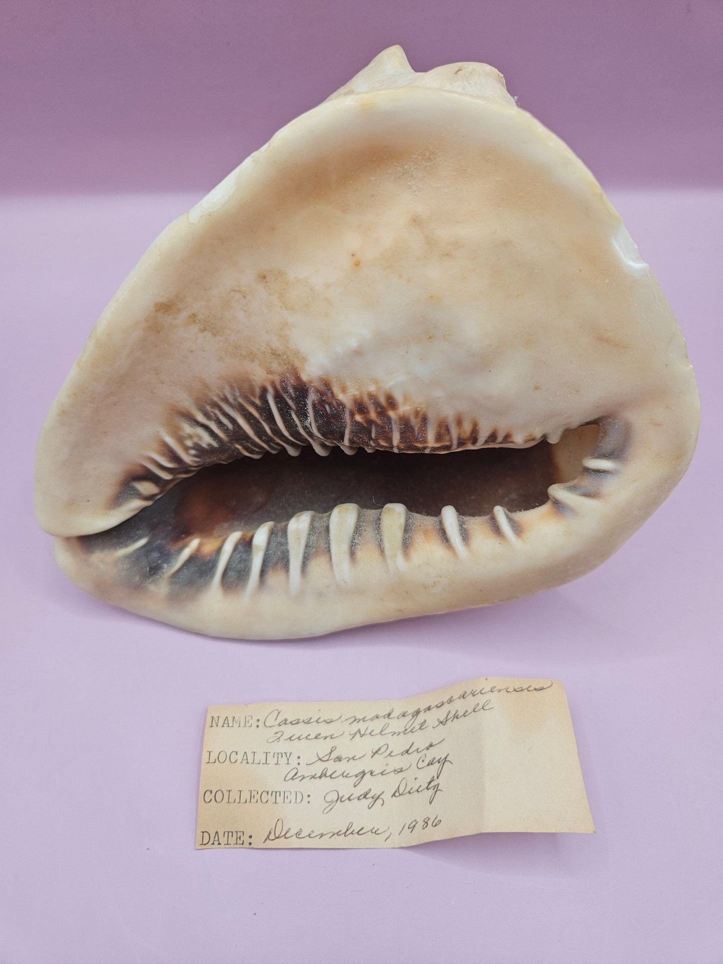 Queen Helmet Shell – 6" With Documentation (Cassis Madagascariensis)