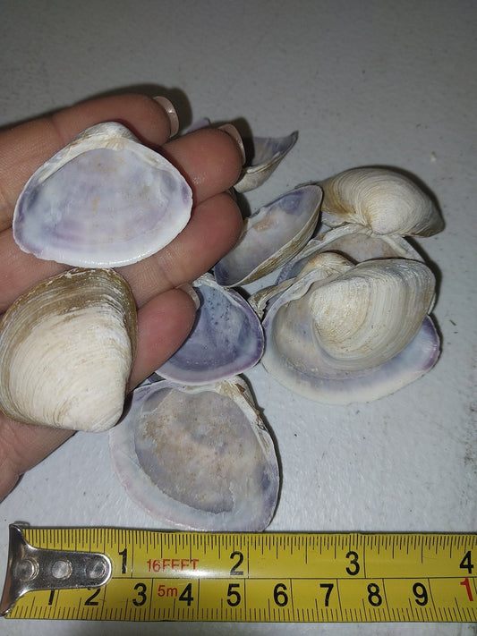 Raw Purple Clam Seashells