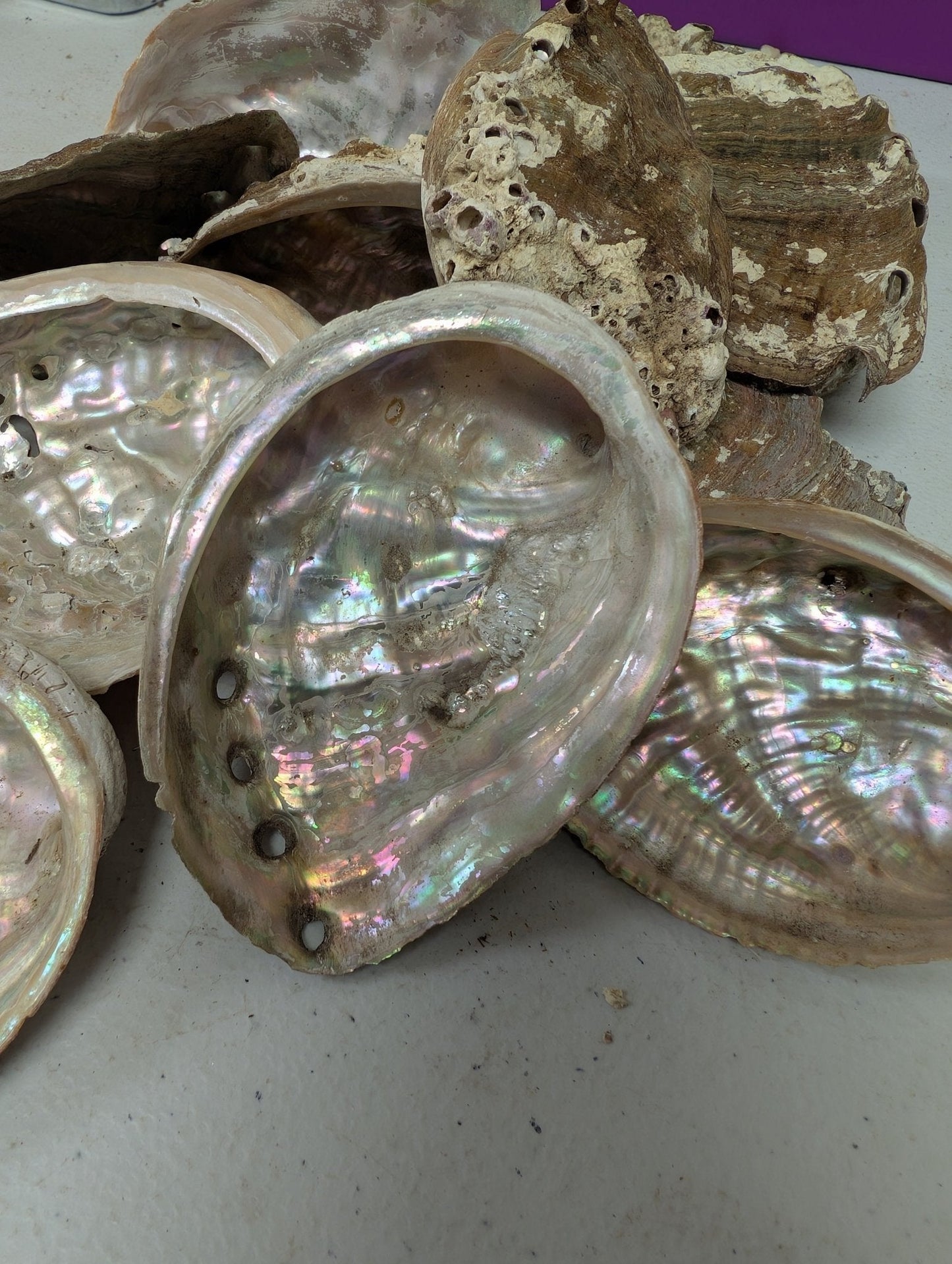 Raw Small Abalone Shell - Haliotis