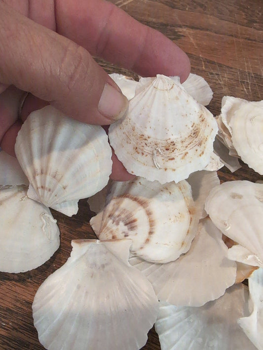 Raw White Thin Scallop- Pecten Plica