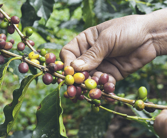 Hand picking coffee berries from a branch on a coffee plant