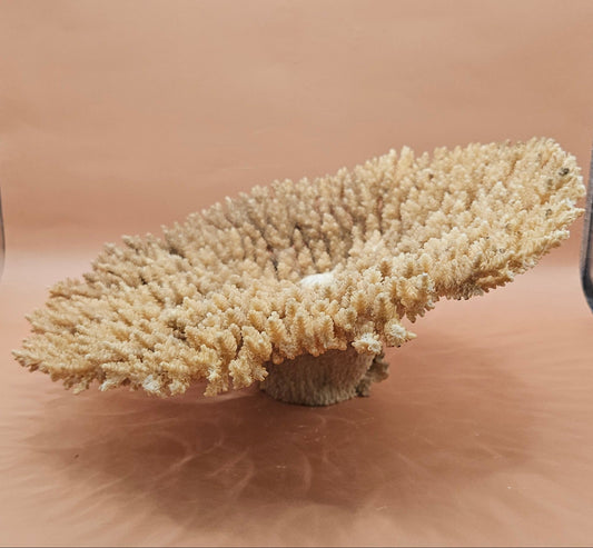 Natural Table- Special Coral 10.5"