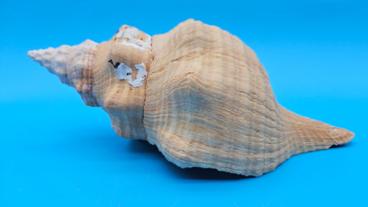 Rare Apricot Horse Conch Display Shell – Premium Coastal Home Decor Specimen 11" (Triplofusus giganteus)